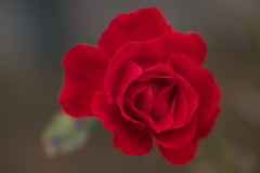 薔薇・咲き残る♪4