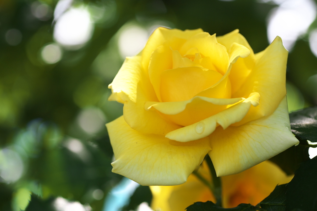 薔薇香る頃♪13
