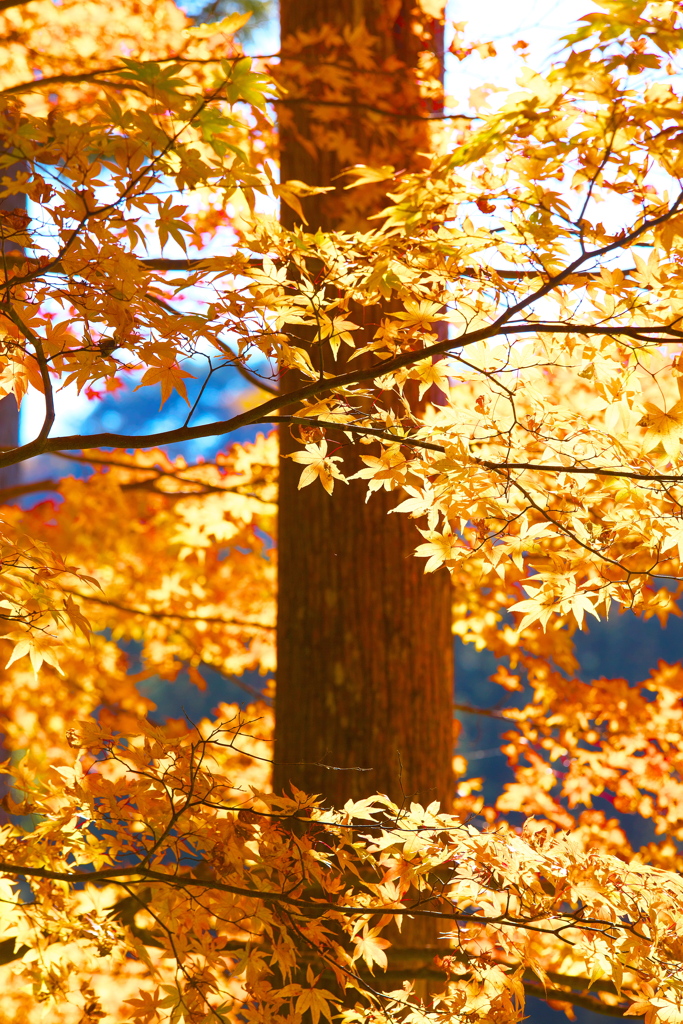 紅葉・古峯園♪3