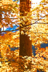 紅葉・古峯園♪3