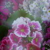 春を呼ぶ花たちⅡ
