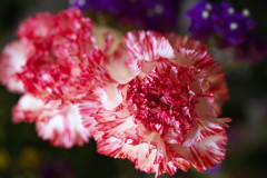 心に華♪1