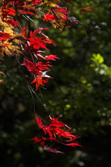 日光Ⅱ♪9