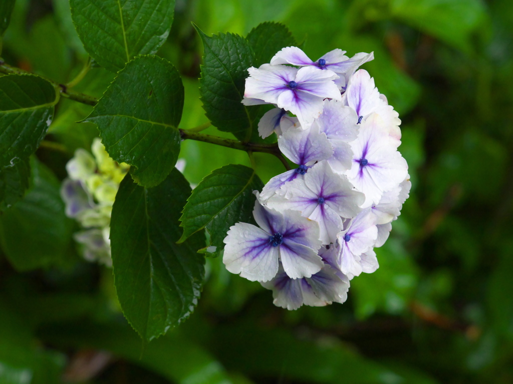 太平山の紫陽花♪5