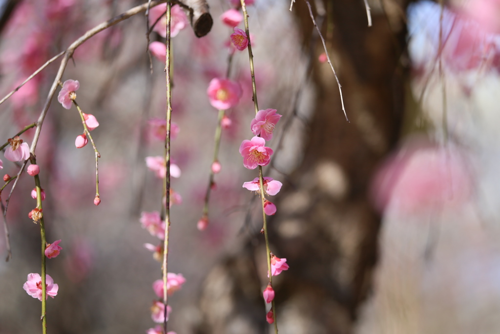 万葉庭園の梅♪3