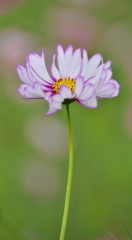 秋桜・鬼怒グリーンパーク♪3