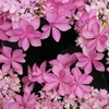 紫陽花の頃♪5