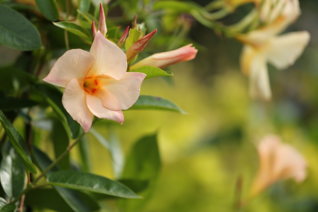 午後の公園♪15