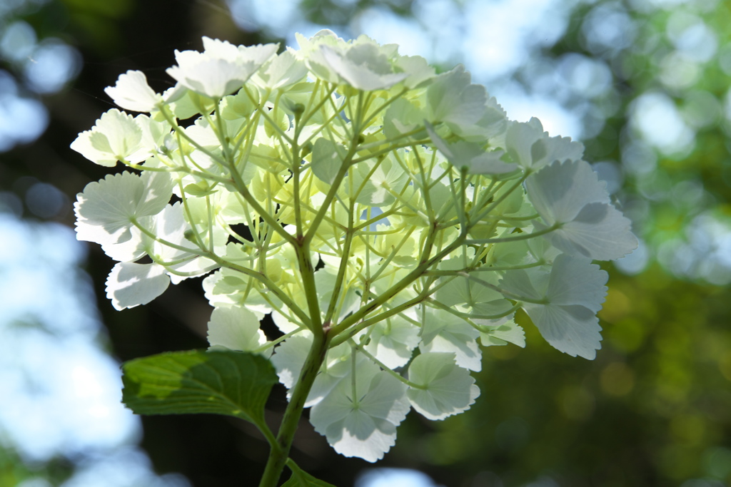 紫陽花・太平山Ⅱ♪4