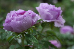 雨の日の牡丹♪2