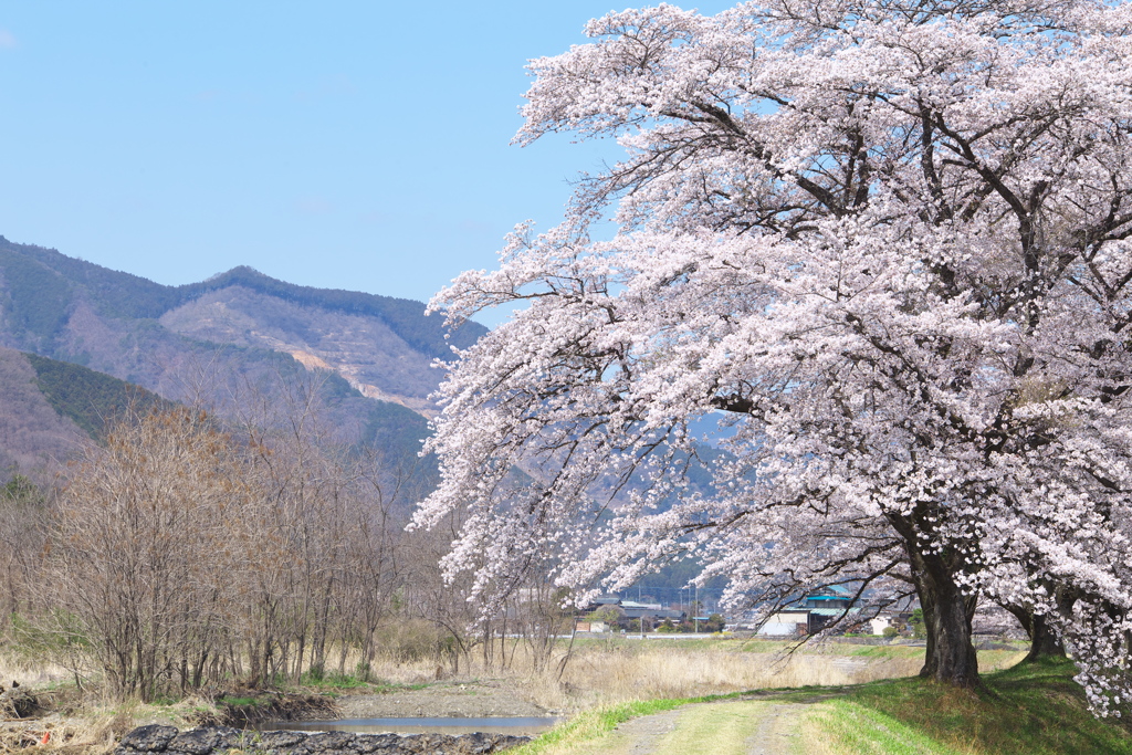 佐柄見の桜♪4