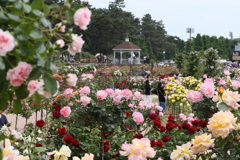 敷島公園の薔薇♪8