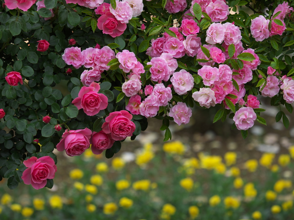 薔薇の微笑み♪11