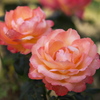 秋の薔薇♪11