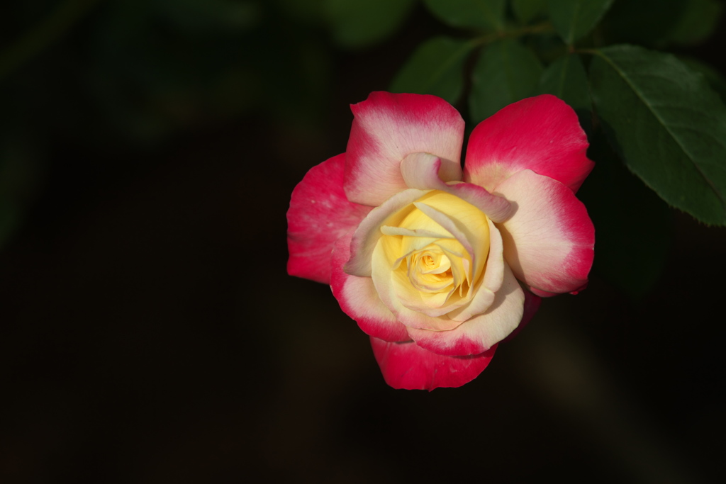 秋の薔薇