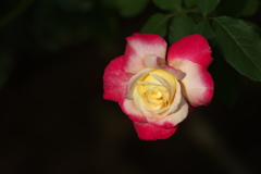 秋の薔薇
