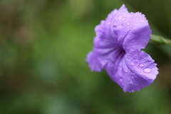 庭の花♪マクランセ