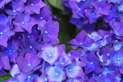 紫陽花色♪5
