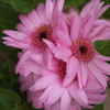希望♪1
