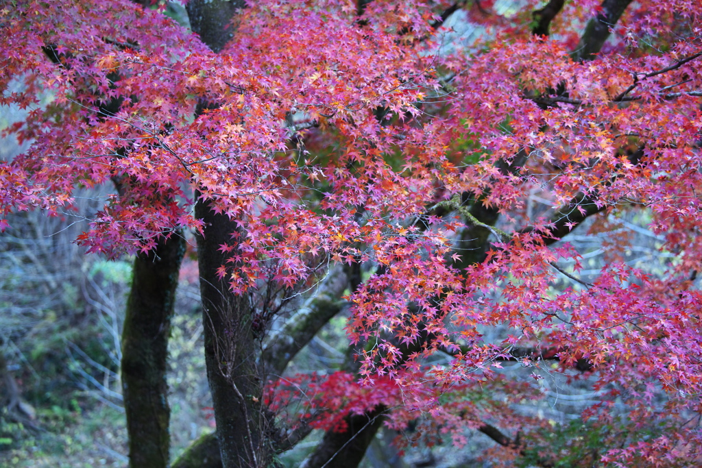 さよなら紅葉♪9