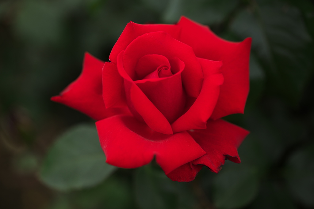 思い出の薔薇♪2