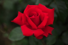 思い出の薔薇♪2
