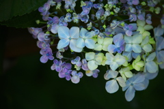 権現堂堤の紫陽花♪10