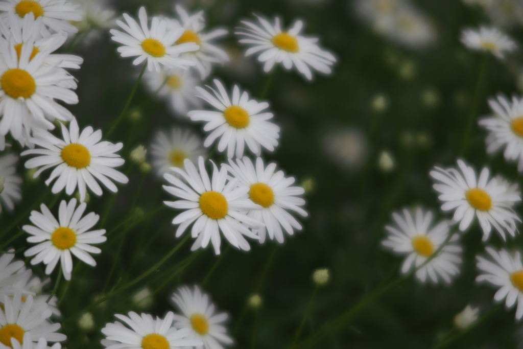 お花畑♪6