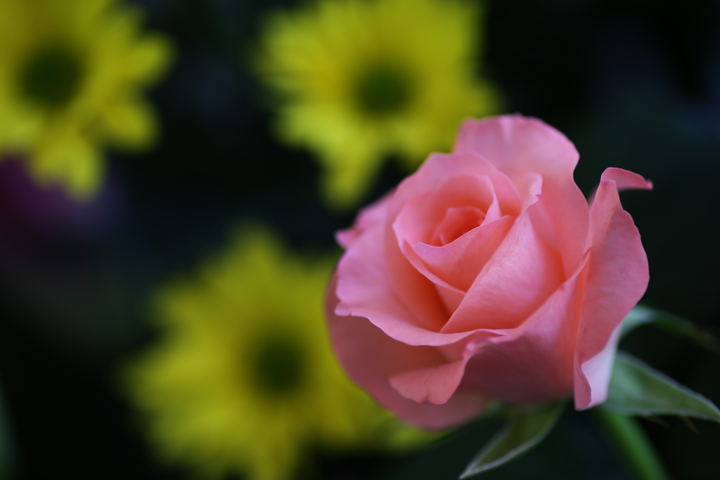 フェスティバルの薔薇♪4
