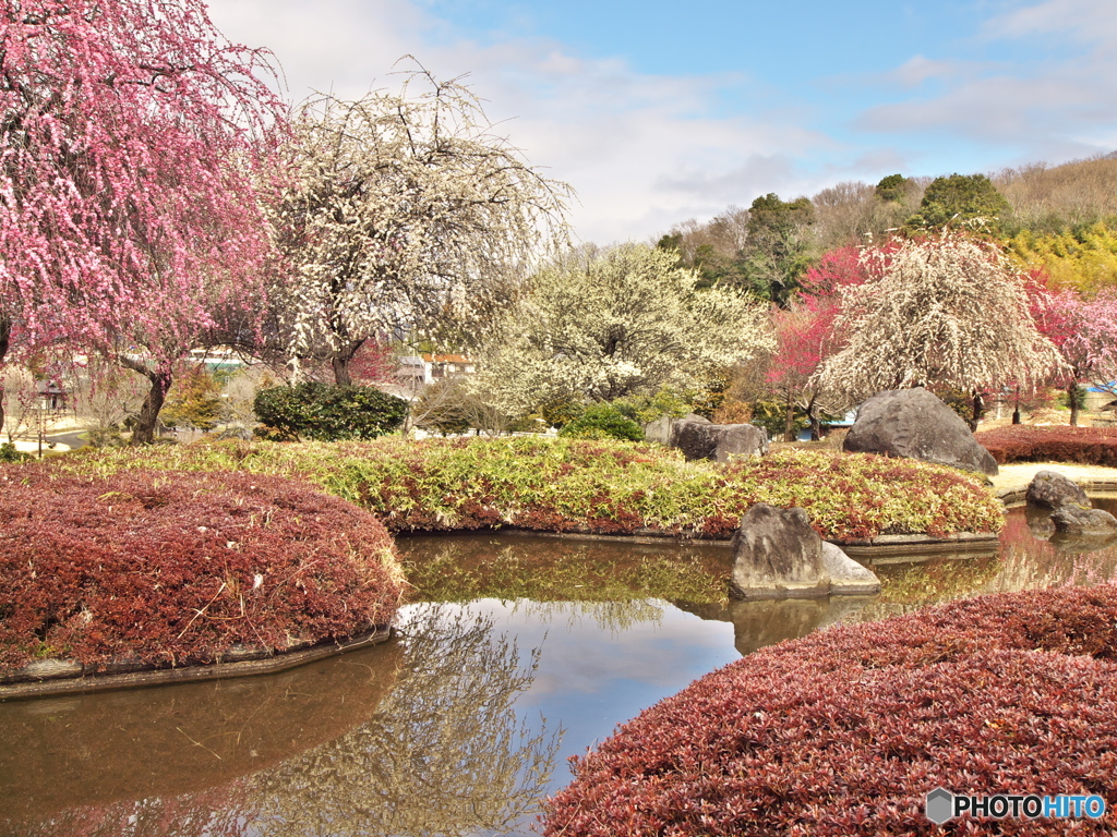 早春の万葉庭園♪2