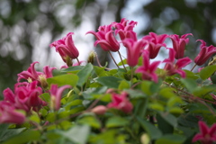 フラワーパークの夏♪3