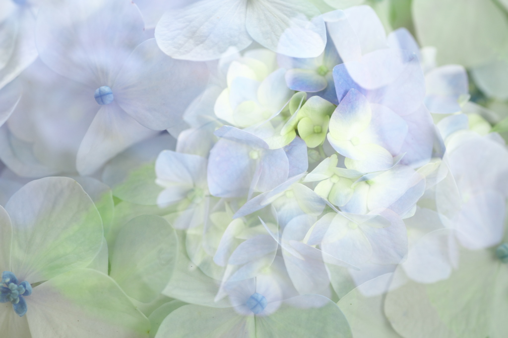 紫陽花ファンタジー♪3