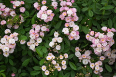 思い出の薔薇♪3