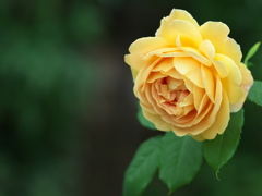 薔薇の微笑み♪16