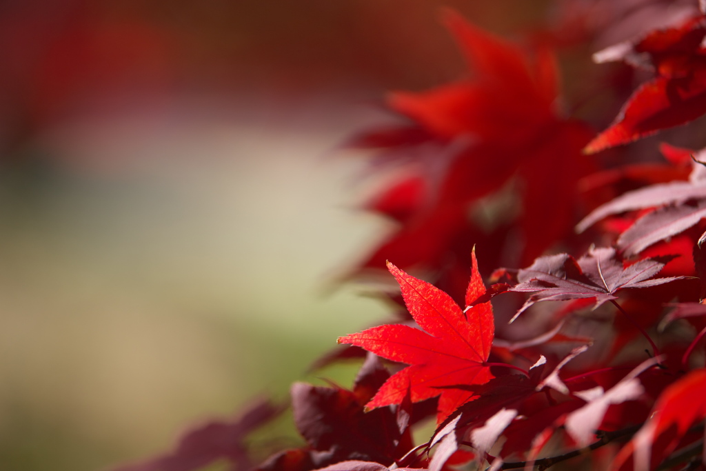 紅葉の頃・鑁阿寺♪5