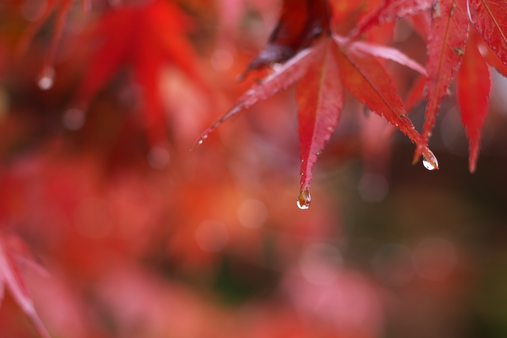 日光・紅葉の頃♪24