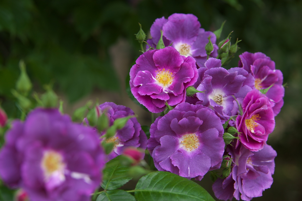 春の薔薇・あしかがフラワーパーク♪7