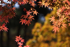古峰神社の紅葉♪4