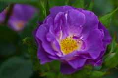 5月の薔薇♪5