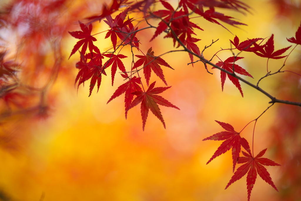 崇禅寺・紅葉の頃♪9