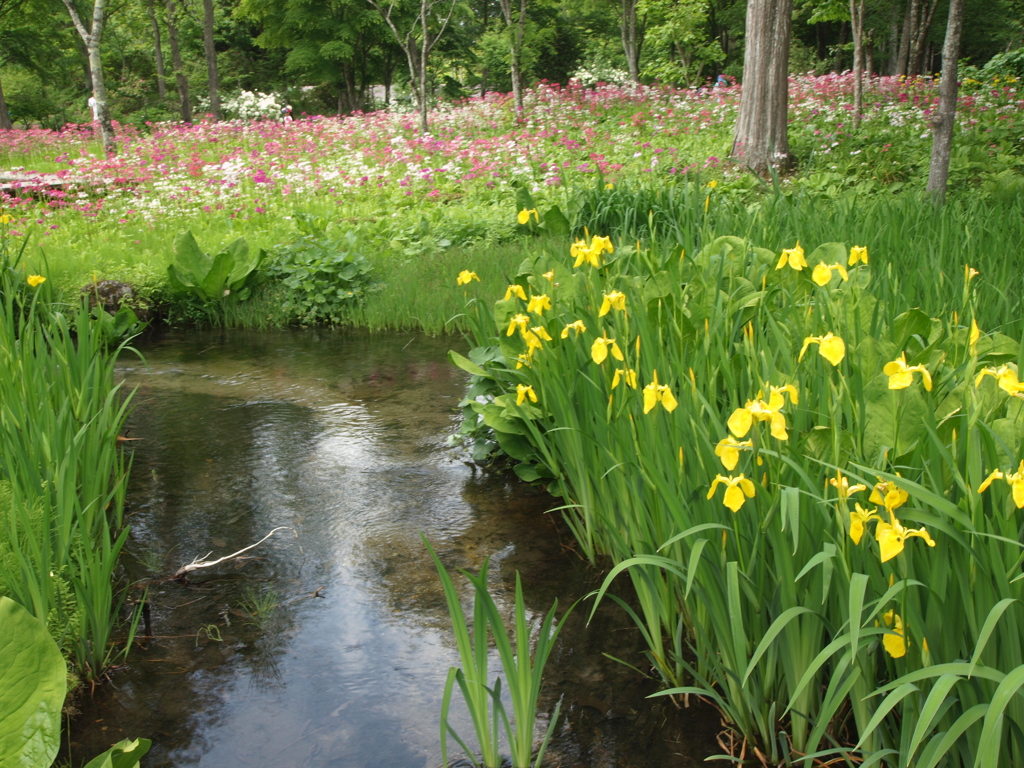 初夏の水生植物園♪４