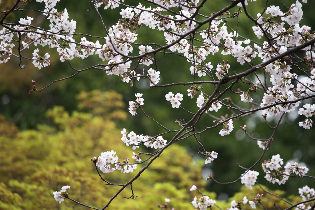 城山公園の春♪4