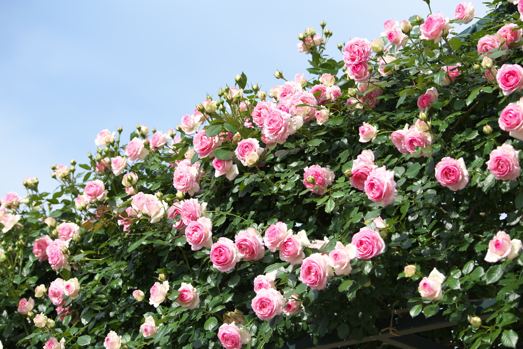 春の薔薇・あしかがフラワーパーク♪8