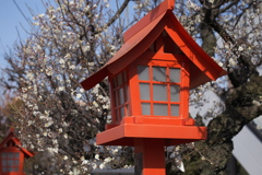 神社の梅♪1