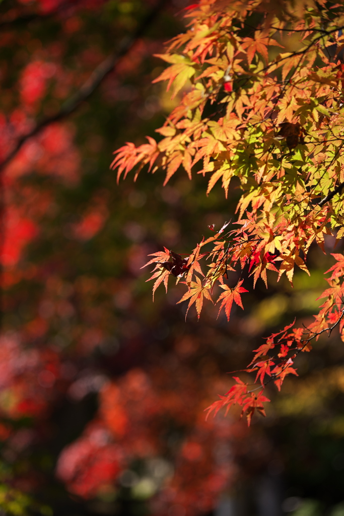 古峰神社の秋♪4