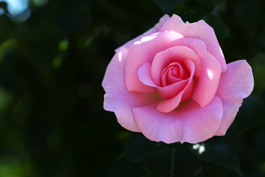 5月の薔薇♪22