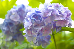 太平山の紫陽花♪18