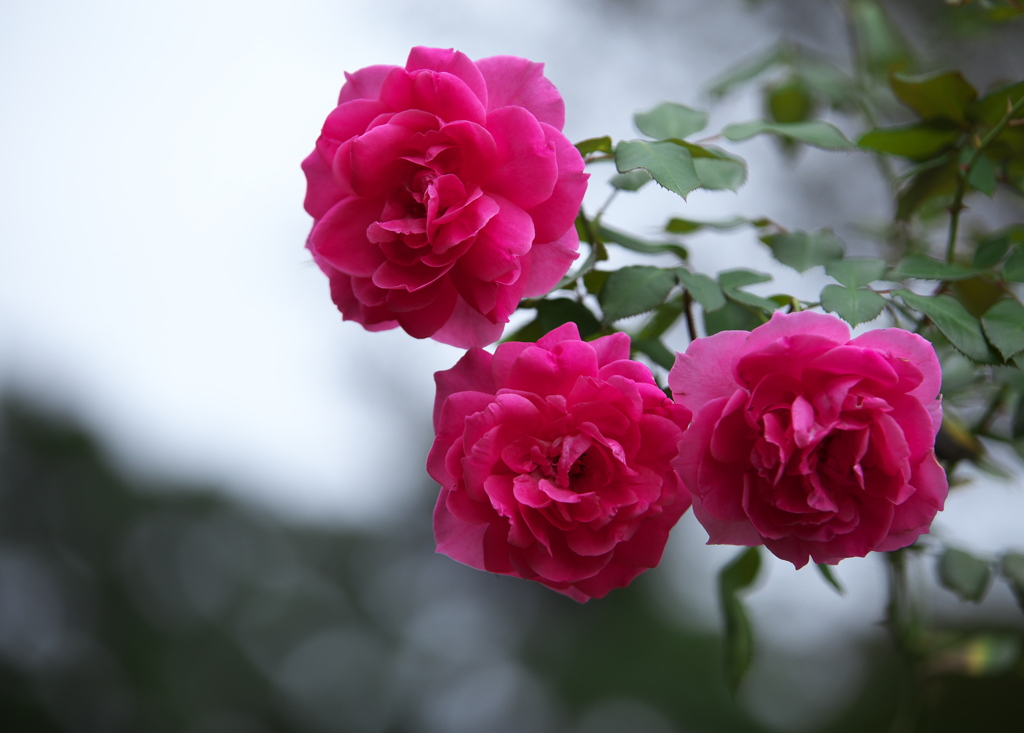 秋の薔薇・敷島公園♪2