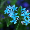 公園の花たち♪8