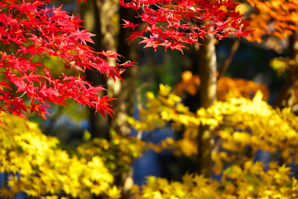 紅葉・田母沢御用邸♪1